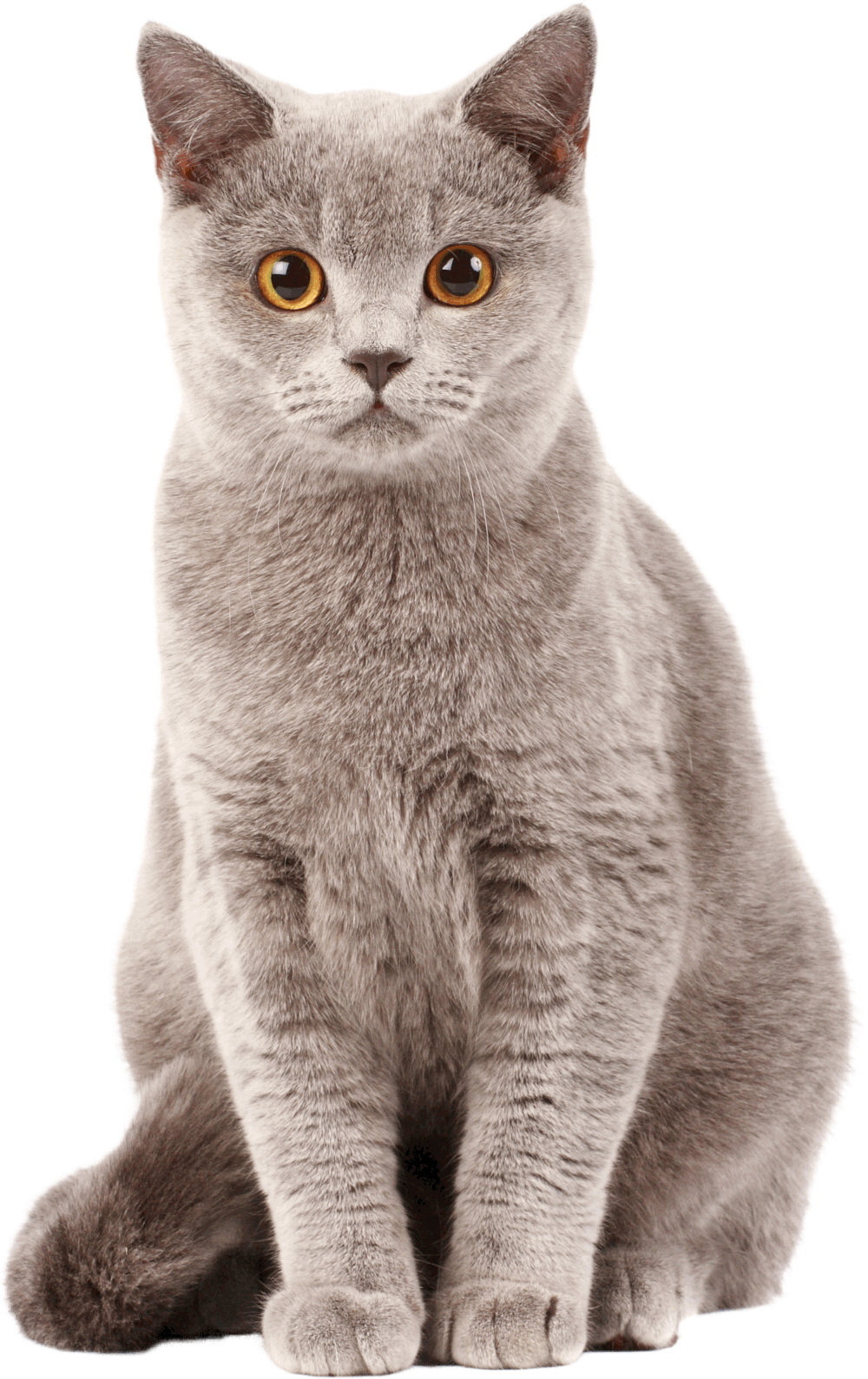Кот
